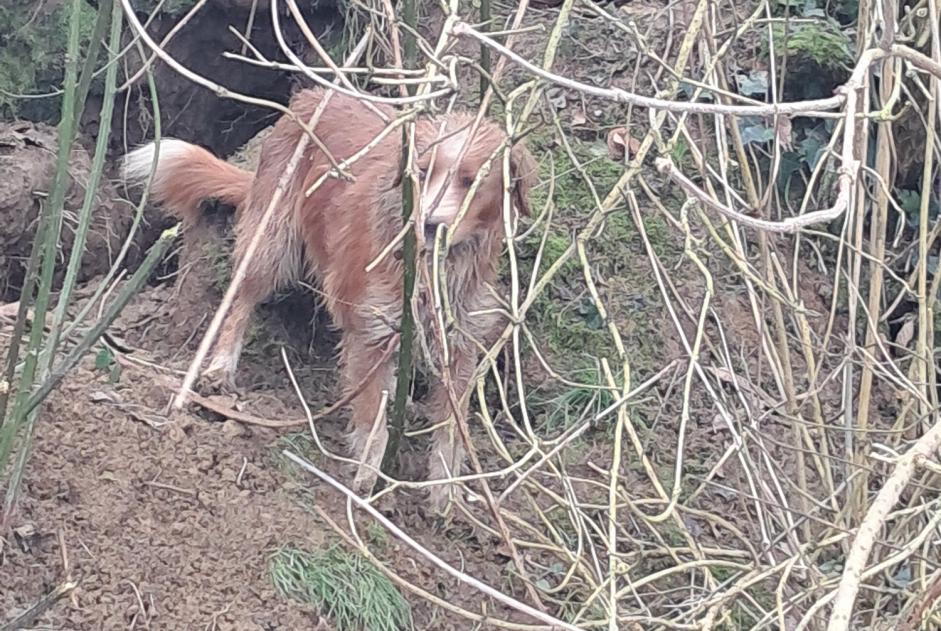 Fundmeldung Hund Unbekannt Rimou Frankreich