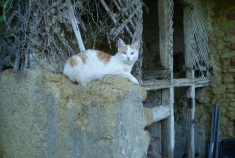 Alerta de Desaparición Gato Macho , 8 años Marciac Francia