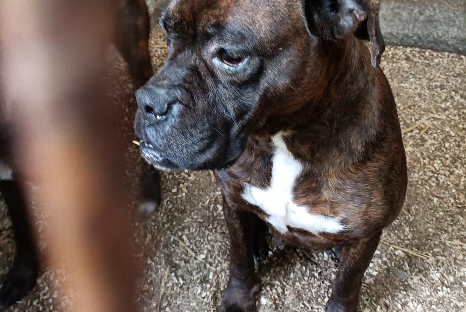 Alerta de Hallazgo Perro  Hembra La Ferté-Macé Francia