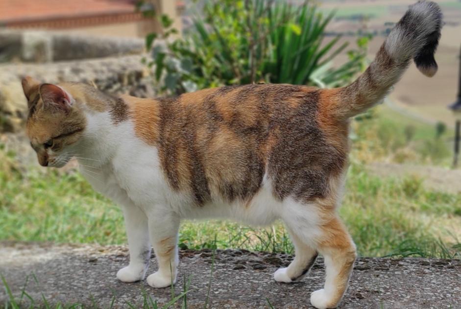 Alerte Disparition Chat  Femelle , 4 ans Nonette-Orsonnette France