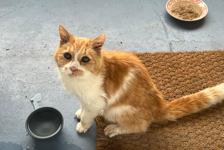 Alerte Découverte Chat Inconnu Rennes France