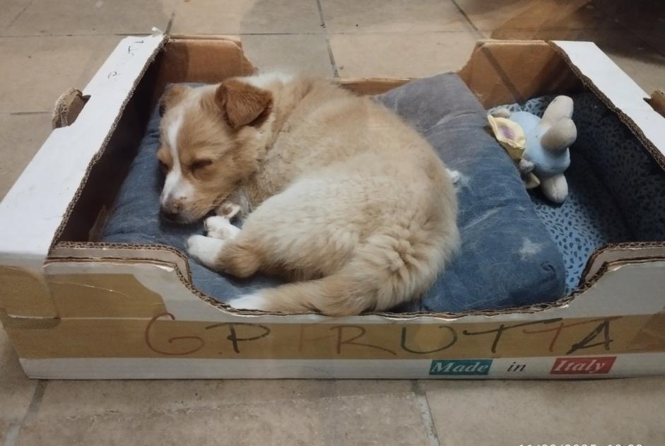 Avviso Ritrovamento Cane Maschio Faux-en-Périgord Francia