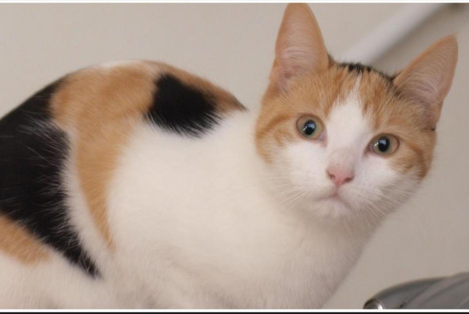 Avviso scomparsa Gatto  Femmina , 2 anni Boisset-les-Prévanches Francia